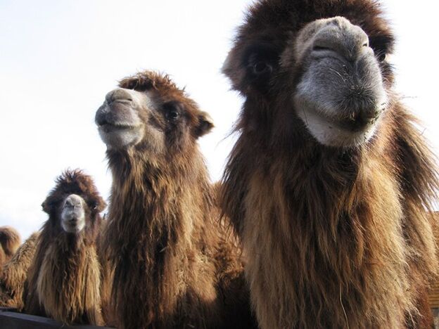 Camel's stomach