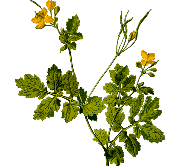 herbs to relieve testicular pain in men